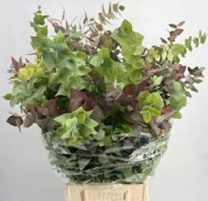 5x Sg eucalyptus stuart.autunno 70cm