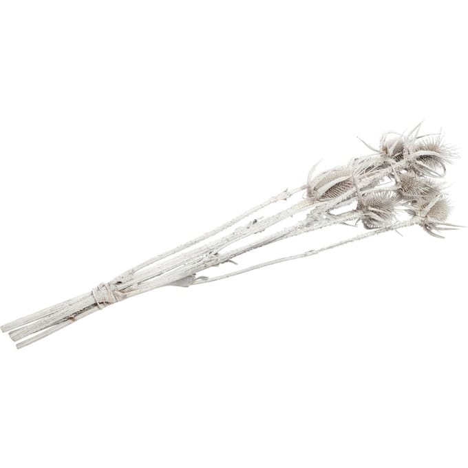 Gedroogde bloemen "Card thistle" - Wit
