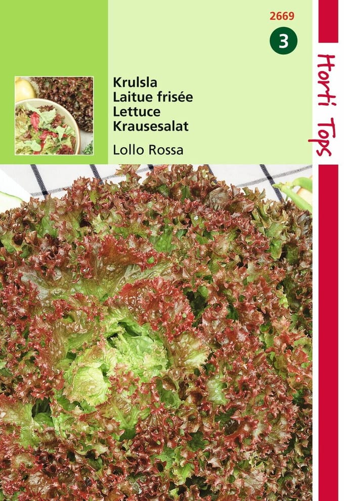 2 stuks - Hortitops - Krulsla Lollo Rossa