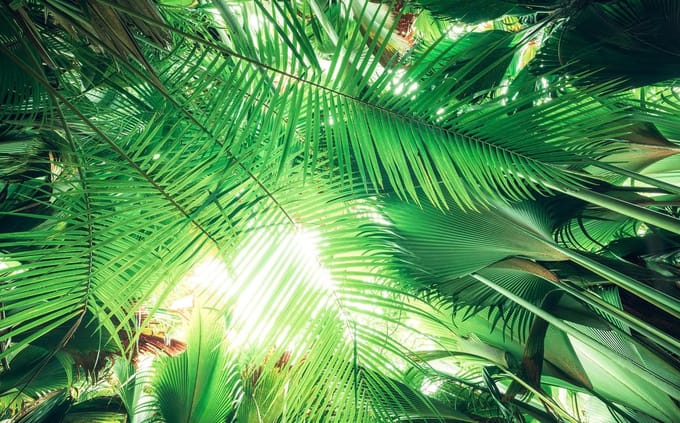 Fotobehang - Dschungeldach 450x280cm - Vliesbehang