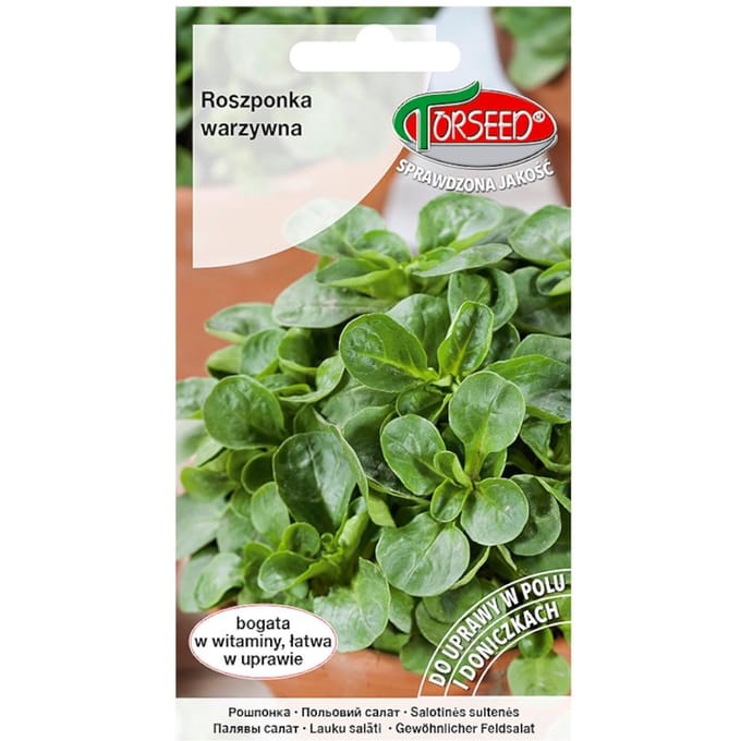 Veldsla Verte De Cambrai verse groentezaden PREMIUM 2g