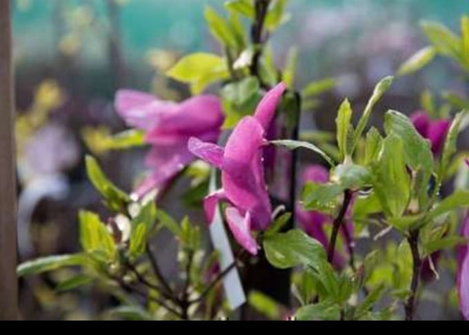 Magnolia 'Susan' - Beverboom 60- 80 cm in pot