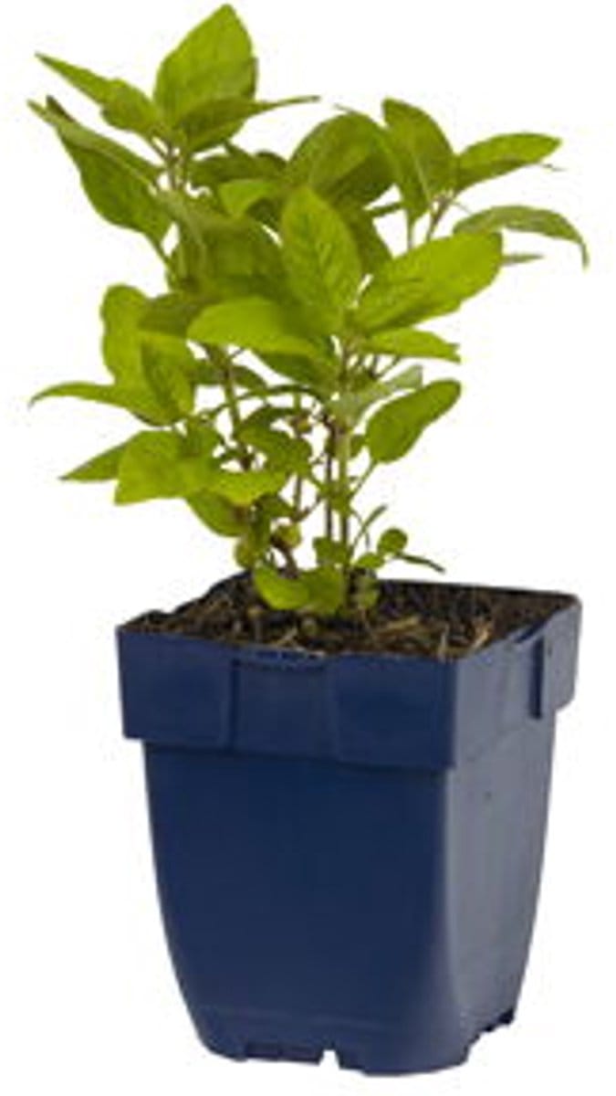 Griffioen - Lysimachia punctata