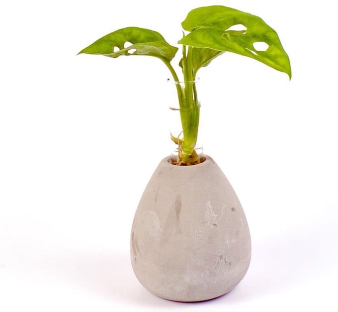 Intenz | Manilla round | Monstera | Zen