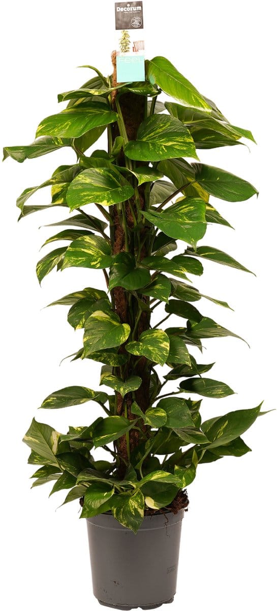 Decorum Scindapsus Aureum Mosstok 120 cm - Hoogte 120cm - Pot 24cm