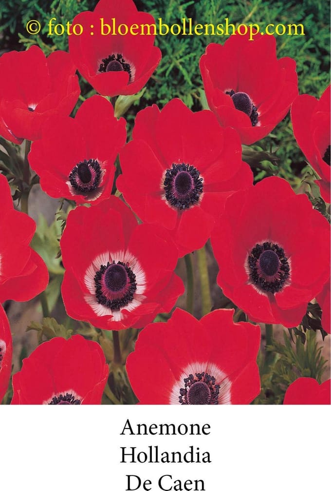 anemone Hollandia 50 bollen maat 8/+