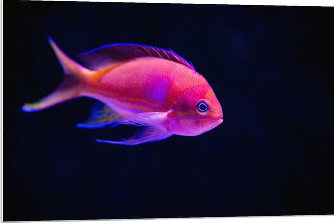 Forex - Roze Visje in de Zee - 90x60cm Foto op Forex