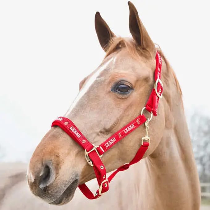 Halster voor paarden Horze Hamptons