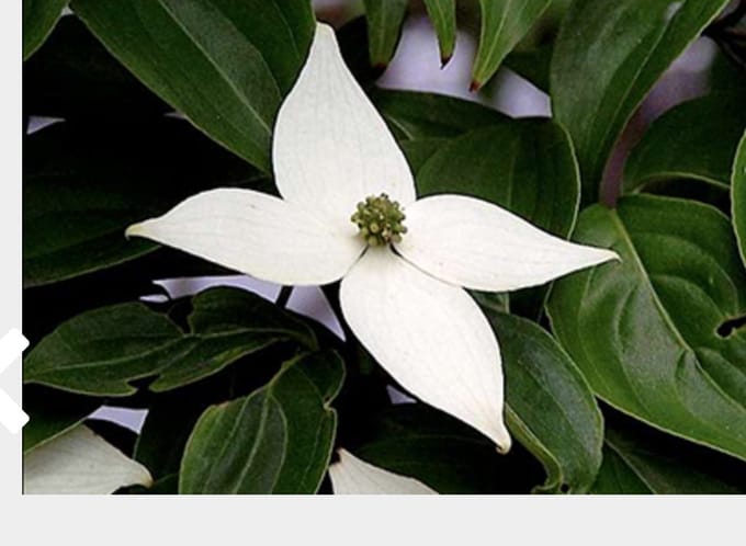 Cornus Kousa - Japanse Kornoelje 50 - 60 cm in pot