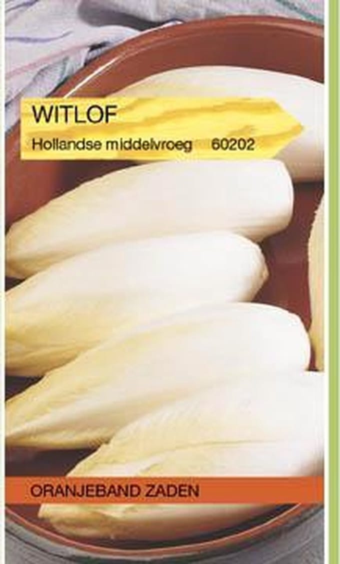 Oranjebandzaden -  Witlof Hollandse Middelvroeg