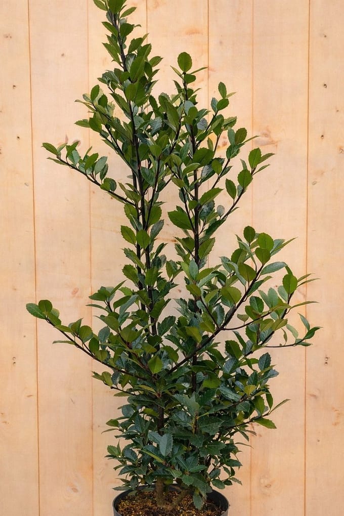 Warentuin natuurlijk - Hulst mannelijk Ilex meserveae 120 cm
