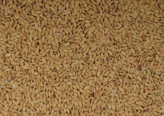 Wielink Paddy rijst 20KG