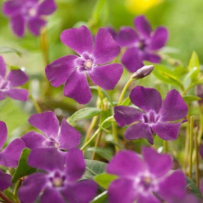 6 x Vinca Minor 'Atropurpurea ' - Maagdenpalm pot 9x9cm