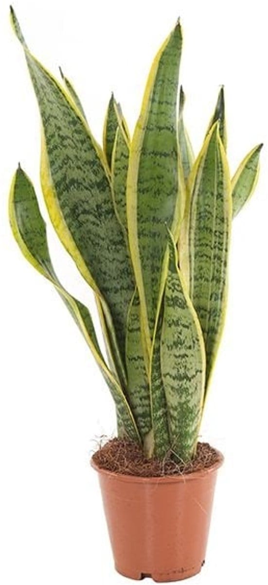 JUNAVERA Sansevieria mix | Per stuk | â€“ in 6 cm pot â€“ diverse varianten, 20 cm hoge mini slangenplanten