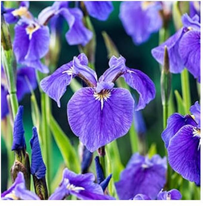 Moerings Iris Setosa | Paarse Iris | In 9CM pot