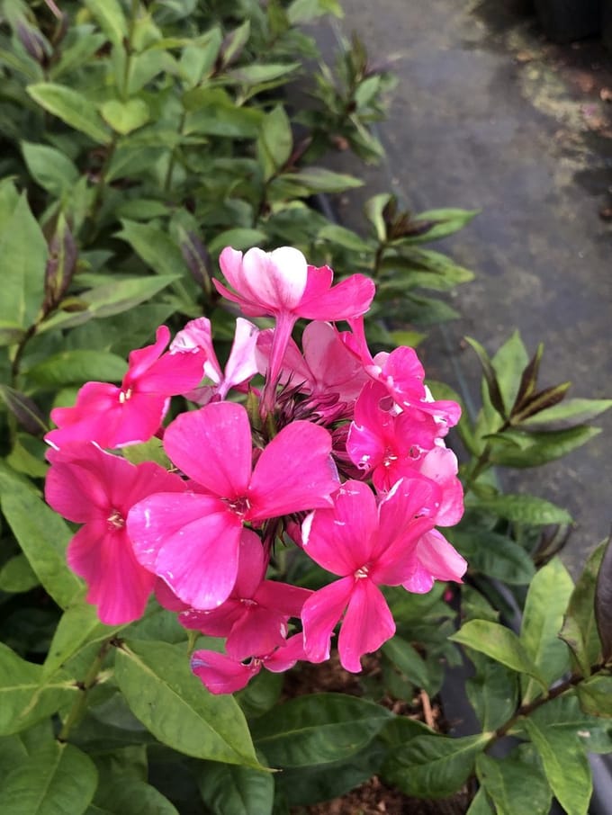 6x Vlamboem - Phlox (p) 'Tenor' | 9x9 cm pot