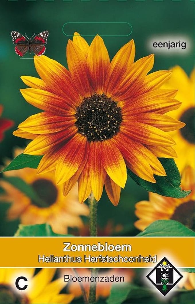 Van Hemert - Zonnebloem Herfstschoonheid (Helianthus annuus)