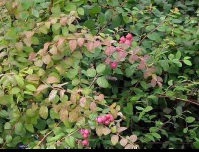 2 x Symphoricarpos chenaultii - Sneeuwbes, Klapbes 50- 60 cm in pot