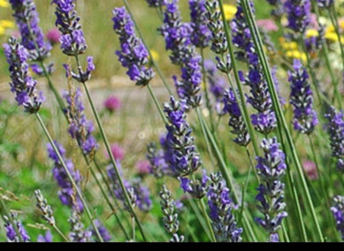 2 x Lavandula int. 'Grosso' - Lavandin, Lavendel In pot 1.5 liter