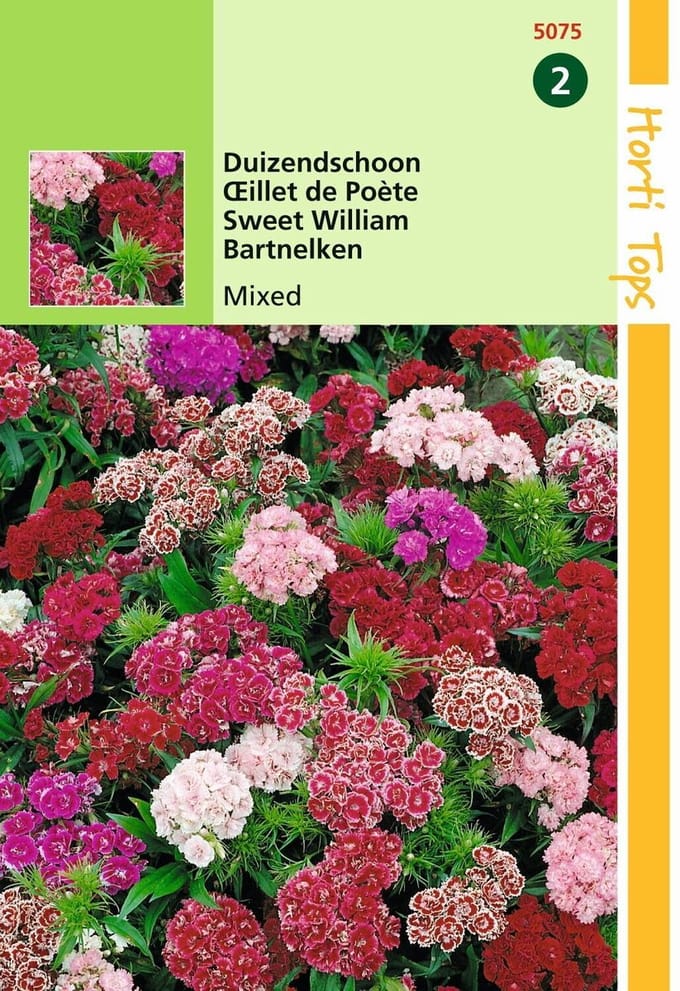 2 stuks - Hortitops - Dianthus Barb. Nanus Compactus Dubbel Gemengd