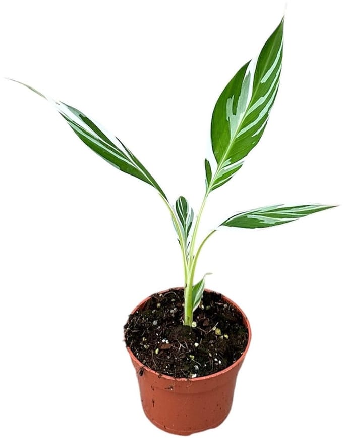 Musa Florida - Kamerplant - Potmaat Ø10,5 cm