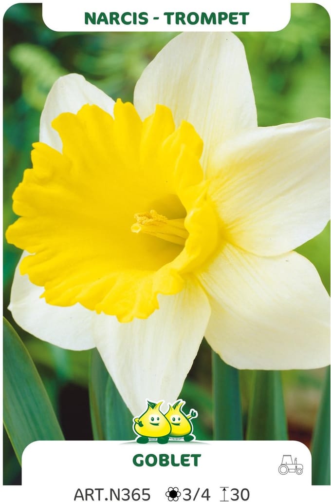 100 x Narcissus trompet 'Goblet' - Bloembol