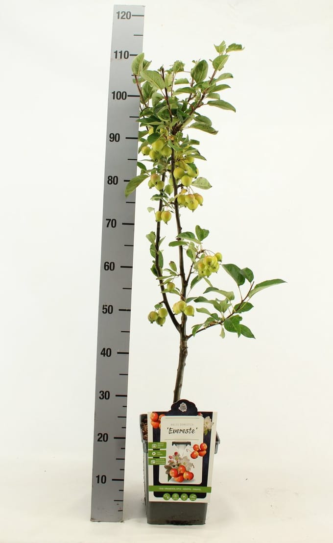 Patio Sierappel - Malus 'Evereste' - Sierboom - hoogte 90 - 100 cm