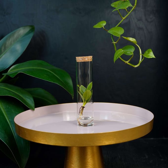 Tubes | plant in glas | Clusia Princess