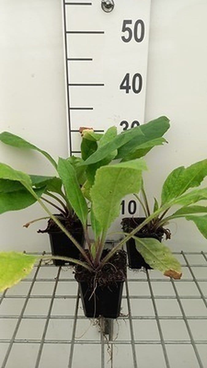 6x Longkruid - Pulmonaria rubra | 9x9 cm pot
