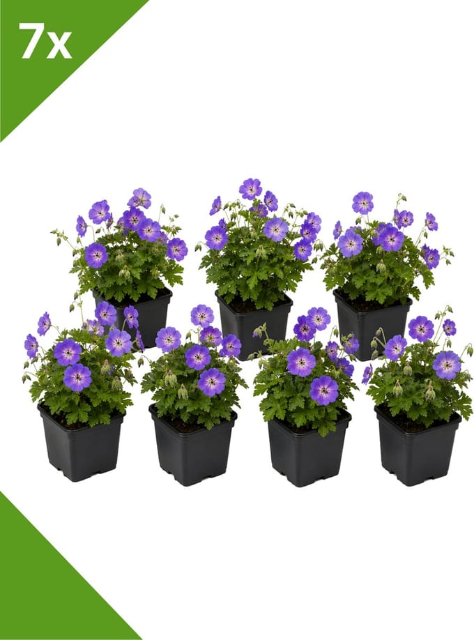 GARDENZO - Geranium 'Rozanne' (Ooievaarsbek) - set van 7 bodembedekkers voor 1 m2 - in P9 pot