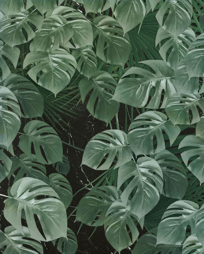 Fotobehang - Monstera on Marble 200x250cm - Vliesbehang