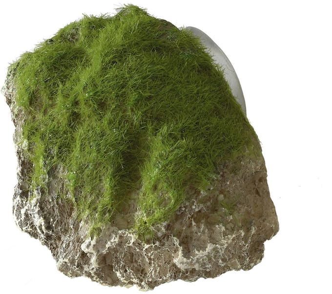 Aqua Della Decor Moss Stone Met Zuignap Small - Aquarium - Ornament - 12x9.5x10.5 cm