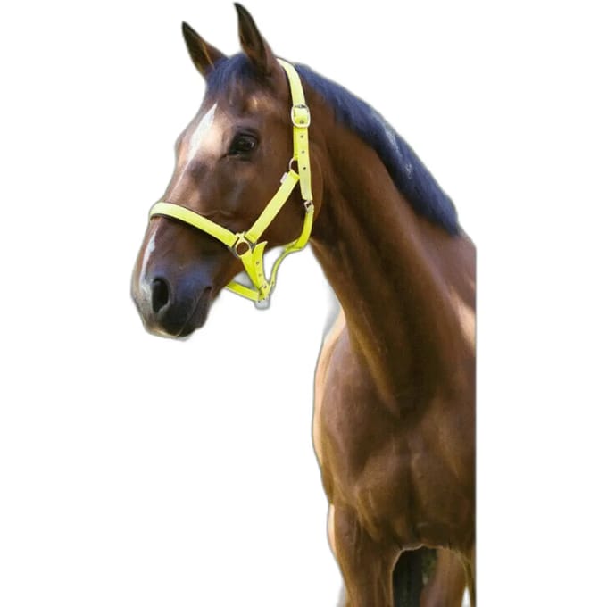 Halster voor paarden Norton Fluo