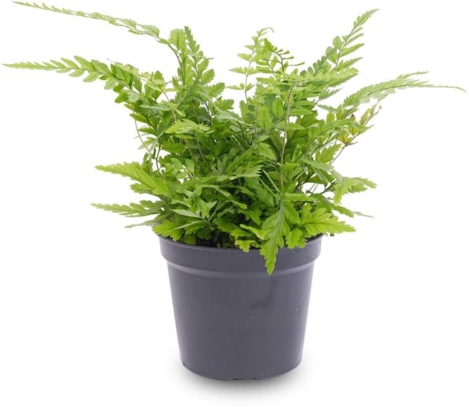 Varen - Athyrium spicatum - Terrarium plant - Potmaat 8 -