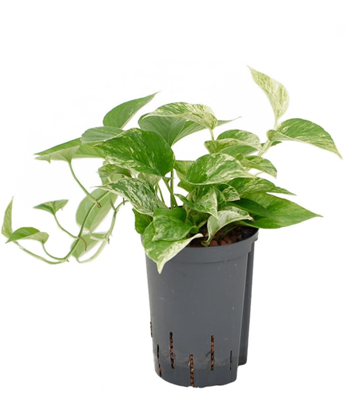 Hydroplant Scindapsus (Epipremnum) Marble Queen