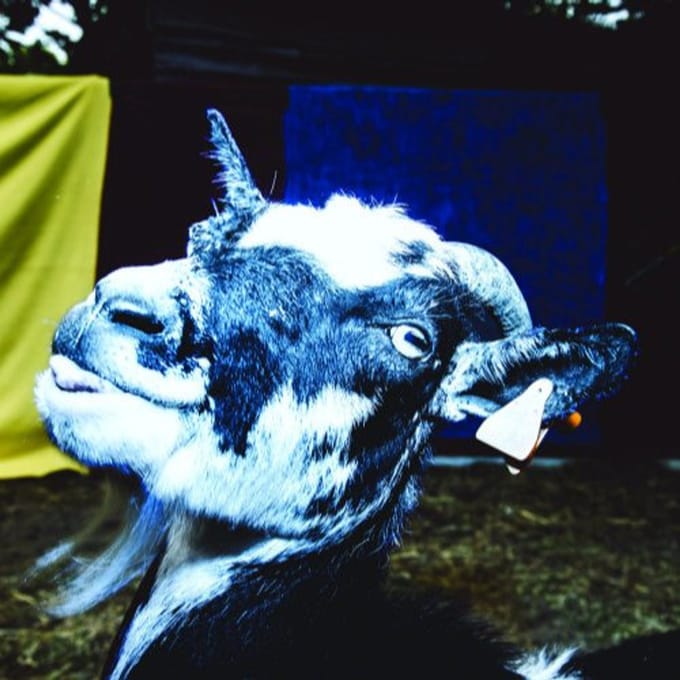 Day Trip To The Petting Zoo - Barely Autumn
