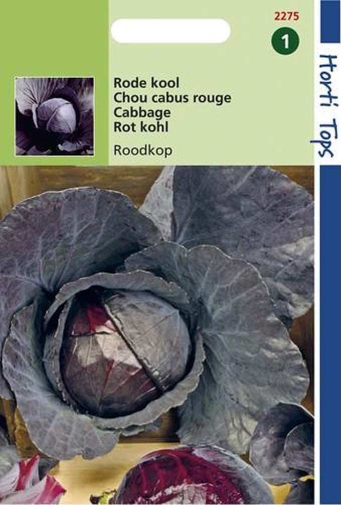 Hortitops Zaden - Rodekool Roodkop ( Cabeza Negra 2 )