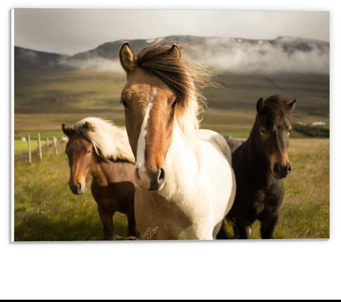 Forex - Paarden in een Wei  - 40x30cm Foto op Forex