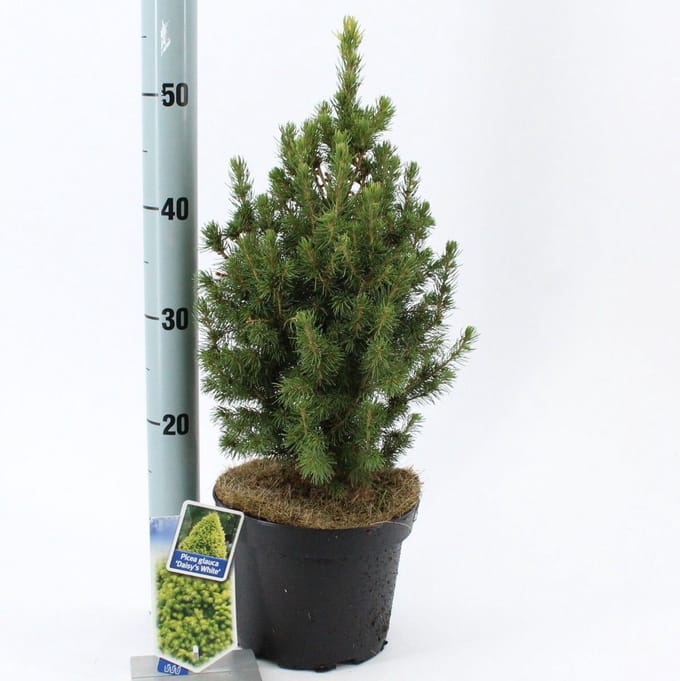 Picea glauca 'J.W. Daisy's White' - Witte spar | 30-40 cm pot