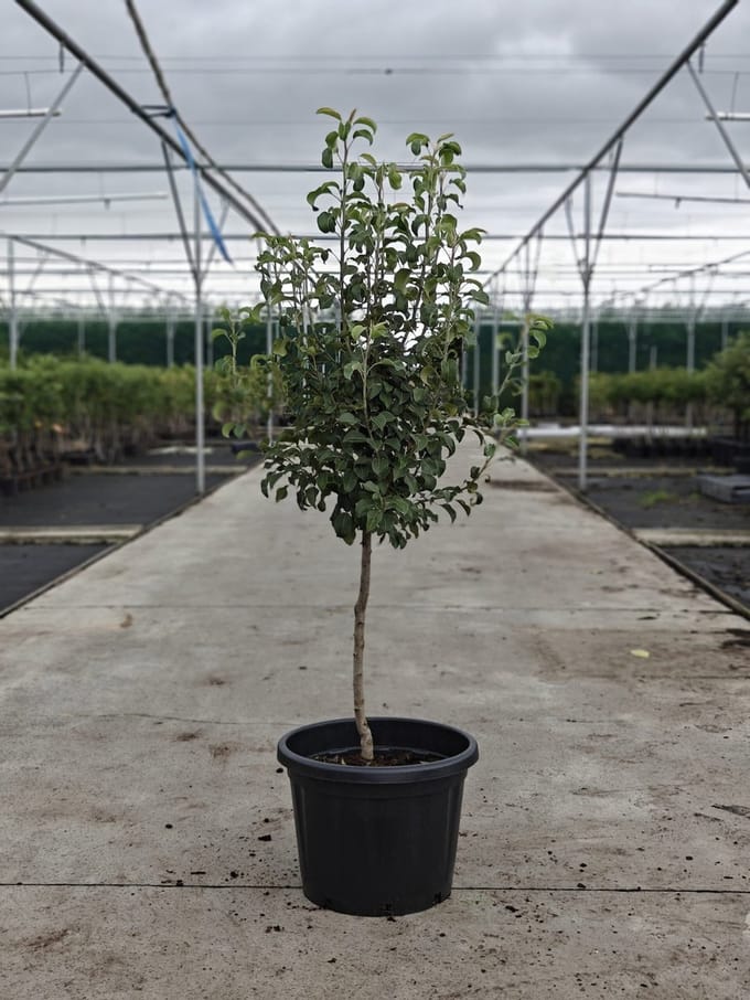 Pyrus communis - Oude Perenboom 'Doyenné du Comice' - Onderstam BA29 - 45L pot - ca. 2m