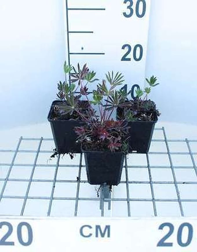 6x Lupine - Lupinus hybr. 'Gallery Red' | 9x9 cm pot