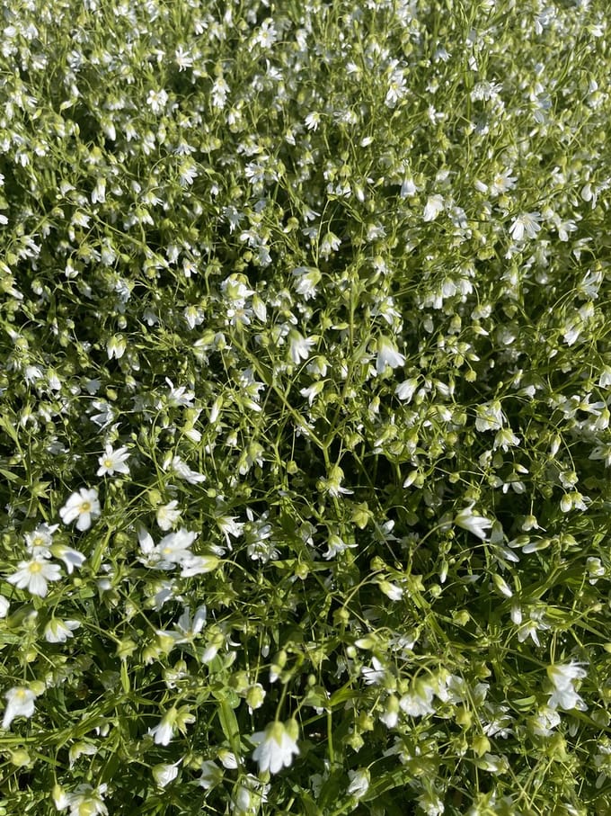 6 x Stellaria holostea - Grote muur in pot 9 x 9 cm