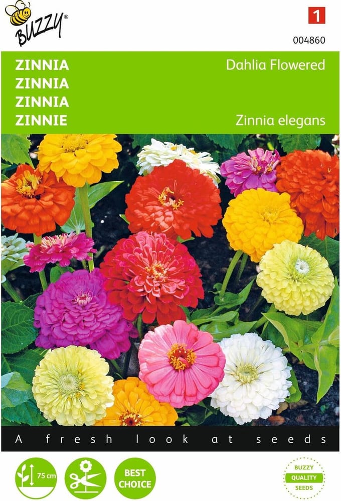 2 stuks - Buzzy - Zinnia elegans Dubbele Dahliabl. Gemengd