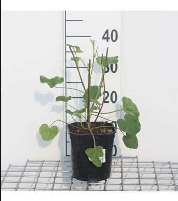 2 x Lavatera hybr. 'Barnsley' - Malvastruik, Struikmalva, 25- 30 cm in pot