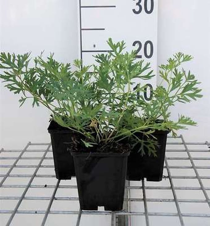6x Wildemanskruid - Pulsatilla vulgaris | 9x9 cm pot
