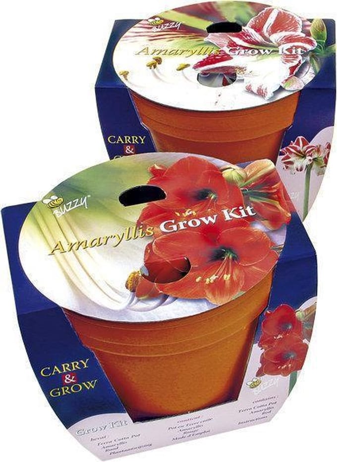 Buzzy Carry & Grow Kit - Bloembol Amaryllis - Gestreept
