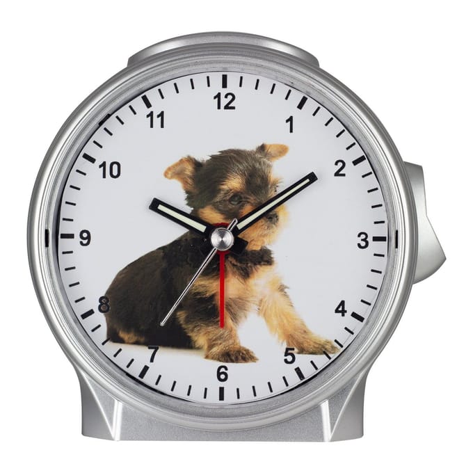 Kwarts kinderwekker, Yorkshire terriër pup, zilver