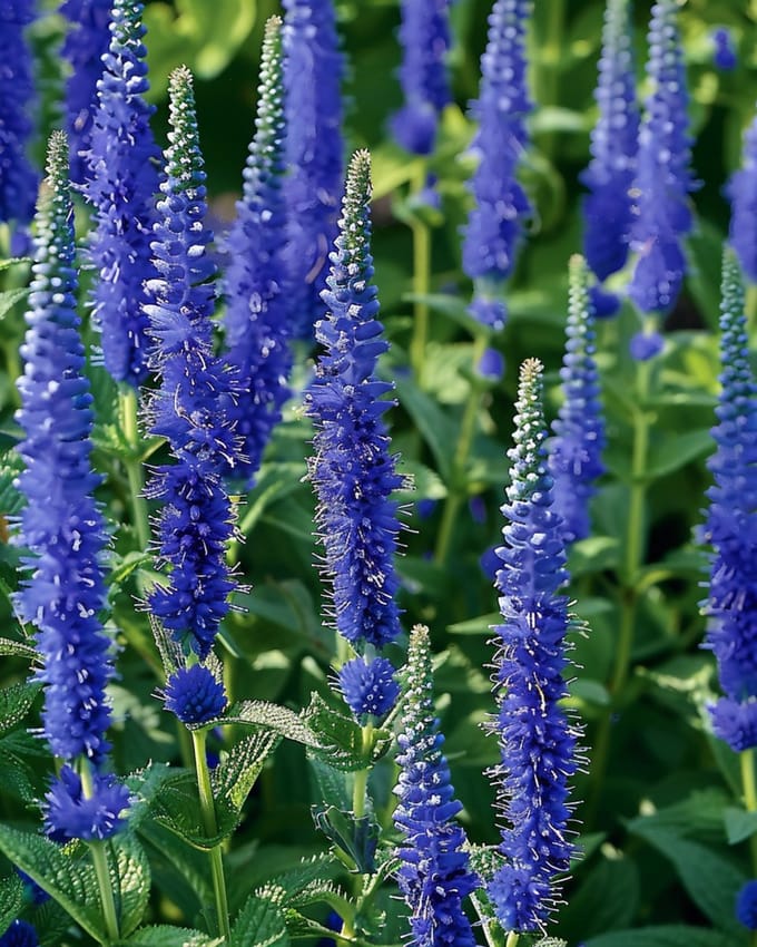Ereprijs Zaden Blue Bouquet Veronica Spicata Meerjarig