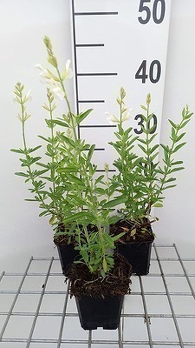 6x Struiksalie - Salvia greggii 'Alba' | 9x9 cm pot