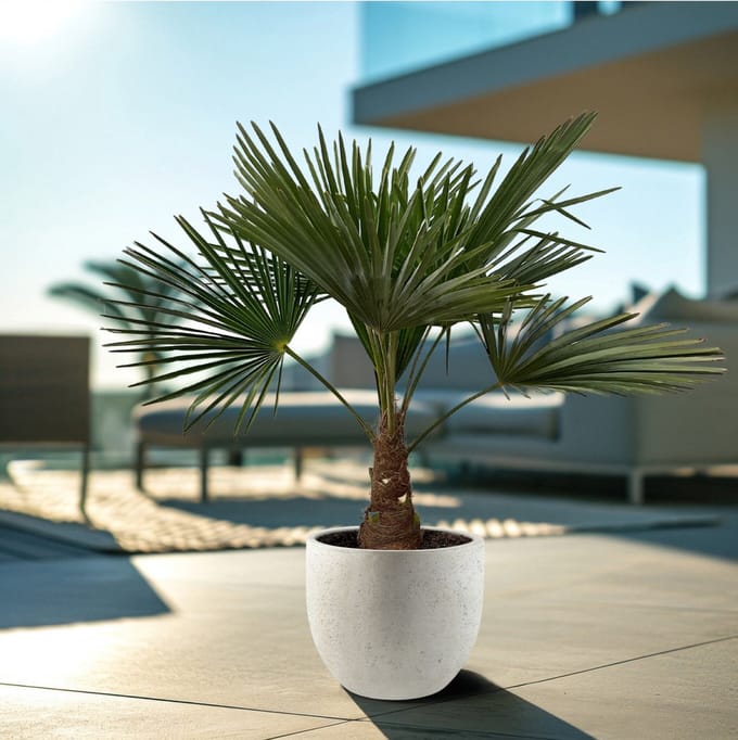 Chinese Waaierpalm - Trachycarpus hoogte 100cm potmaat 21cm